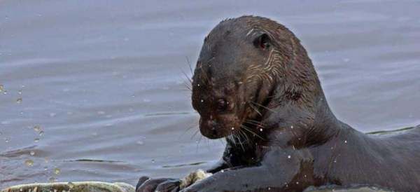 人称平头哥的动物是什么,被称为世界上最无所畏惧的动物人称平头哥的是图6