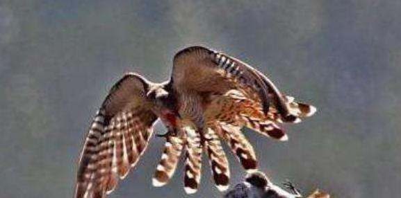 人称平头哥的动物是什么,被称为世界上最无所畏惧的动物人称平头哥的是图8