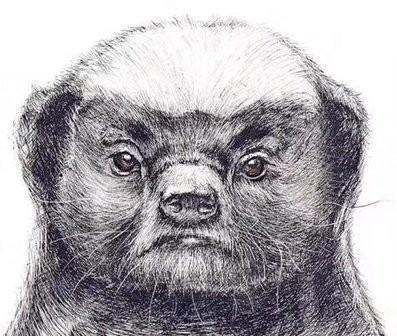 人称平头哥的动物是什么,被称为世界上最无所畏惧的动物人称平头哥的是图4