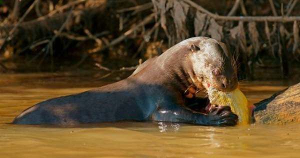 人称平头哥的动物是什么,被称为世界上最无所畏惧的动物人称平头哥的是图5