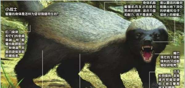 人称平头哥的动物是什么,被称为世界上最无所畏惧的动物人称平头哥的是图1