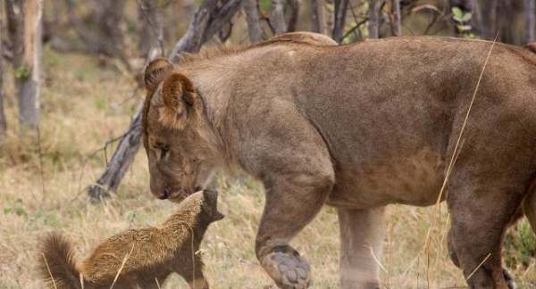 人称平头哥的动物是什么,被称为世界上最无所畏惧的动物人称平头哥的是图2