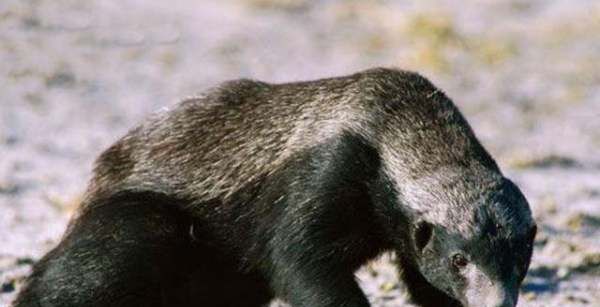 人称平头哥的动物是什么,被称为世界上最无所畏惧的动物人称平头哥的是图3