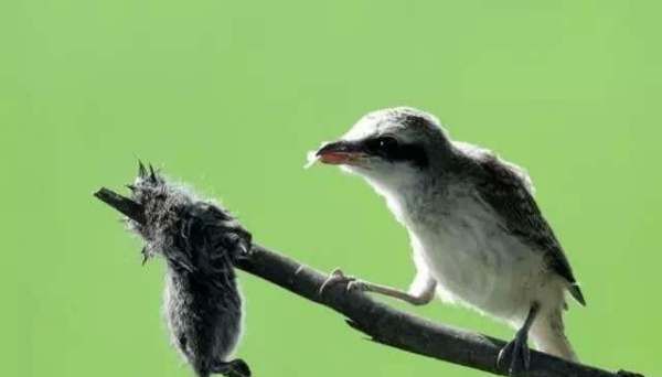 人称平头哥的动物是什么,被称为世界上最无所畏惧的动物人称平头哥的是图7