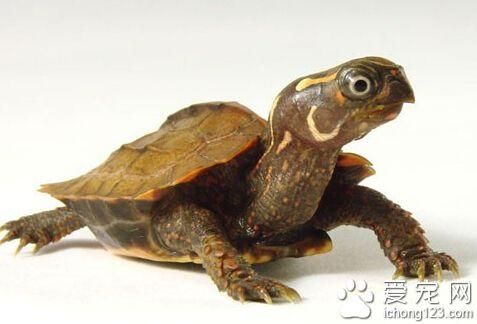 枫叶龟饲养环境_枫叶龟饲养温度-第1张图片-