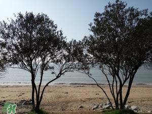 春节去厦门穿什么衣服？过年春节厦门穿什么？