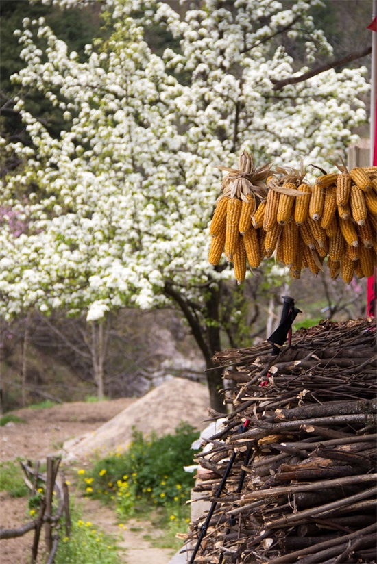 秦岭山脉｜东西全长1600公里，这11幅图将会告诉你它真实的另一面