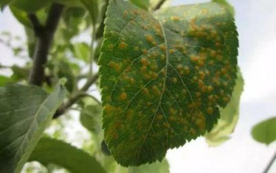 ​苹果锈病的发病规律与防治方法