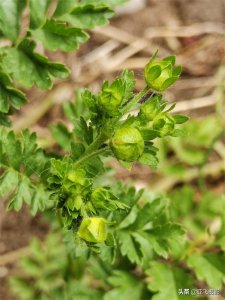 ​分享图片-娇小玲珑的猫爪草