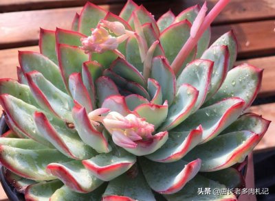 ​多肉雨燕座不但不容易徒长，而且四季带有红边，是值得入手的品种