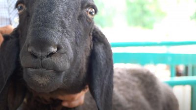 ​一只“刀郎羊”能卖几万块，大量养殖就能脱贫，为何农村没人养？