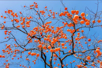 ​柿子去涩很简单，一个妙招搞定，又脆又甜，3天就能吃，快速实用