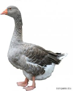 ​为什么鹅肝这么贵，大家不去抢着养鹅呢？你把鹅想得太简单了