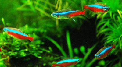 ​「鱼百科」-红绿灯鱼