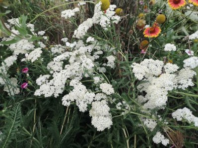 ​神秘的蓍草，曾经的占卜神物，如今进入寻常百姓家