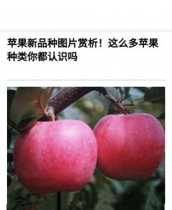 ​桃子和苹果那个更减肥