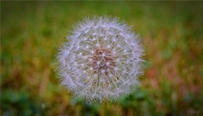 ​蒲公英是养生者的宠儿，教你几种新鲜的蒲公英吃法，营养又美味