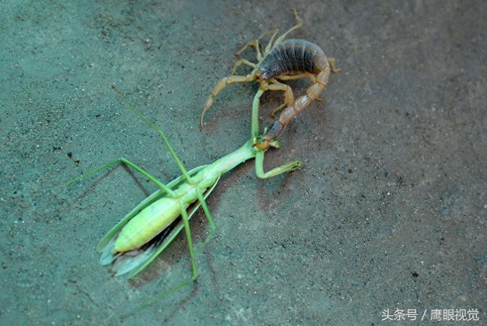 螳螂号称“昆虫界的霸王”,它遇到蝎子后,谁更厉害呢?