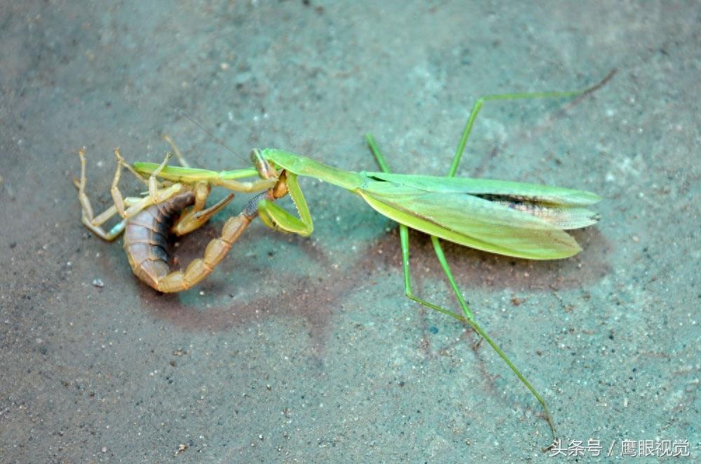 螳螂号称“昆虫界的霸王”,它遇到蝎子后,谁更厉害呢?