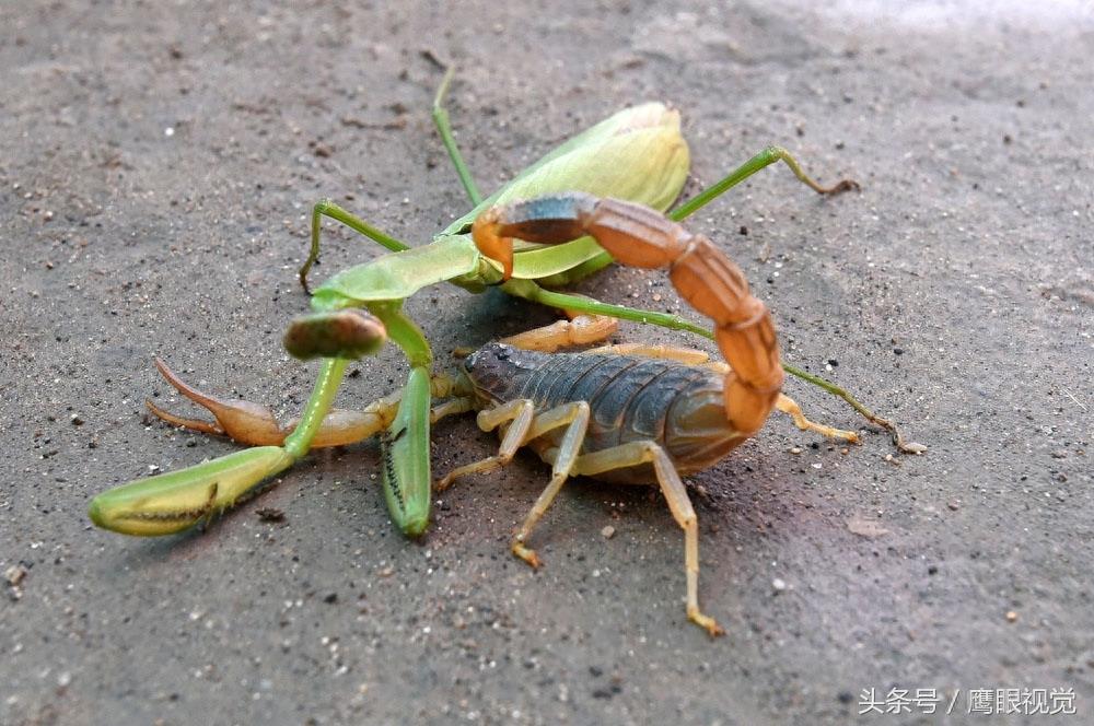 螳螂号称“昆虫界的霸王”,它遇到蝎子后,谁更厉害呢?