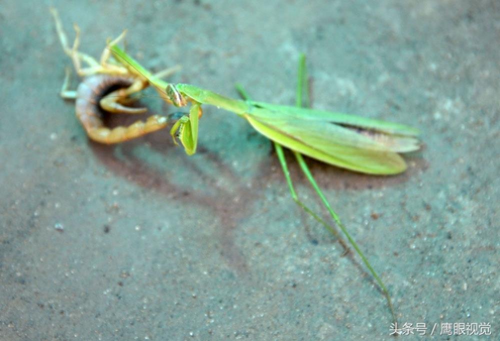 螳螂号称“昆虫界的霸王”,它遇到蝎子后,谁更厉害呢?