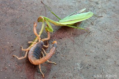 ​螳螂号称“昆虫界的霸王”，它遇到蝎子后，谁更厉害呢？