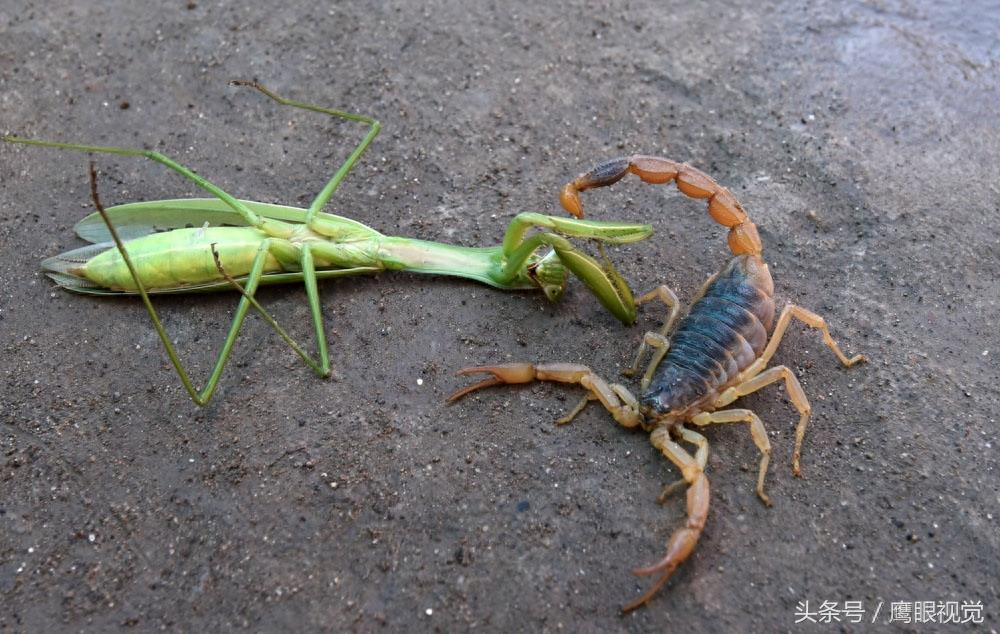 螳螂号称“昆虫界的霸王”,它遇到蝎子后,谁更厉害呢?