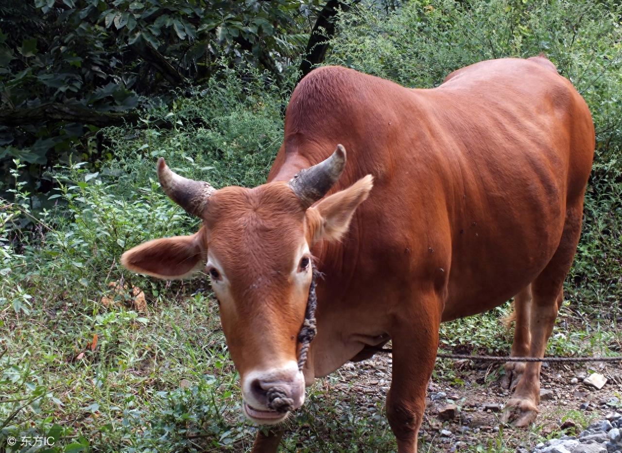 秦川牛，中国著名的大型役肉兼用品种牛
