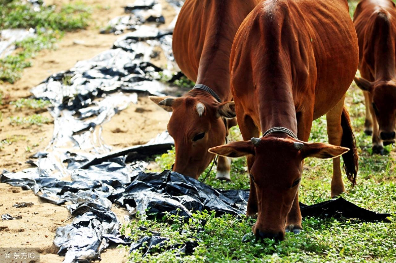秦川牛，中国著名的大型役肉兼用品种牛