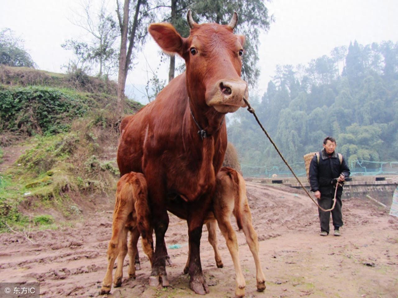 秦川牛，中国著名的大型役肉兼用品种牛
