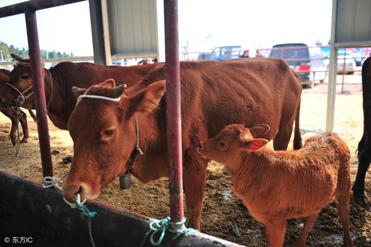 秦川牛，中国著名的大型役肉兼用品种牛