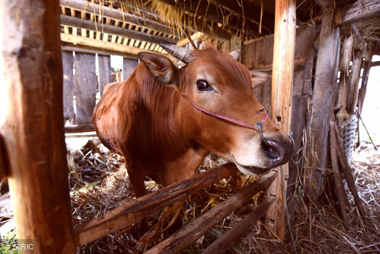 秦川牛，中国著名的大型役肉兼用品种牛