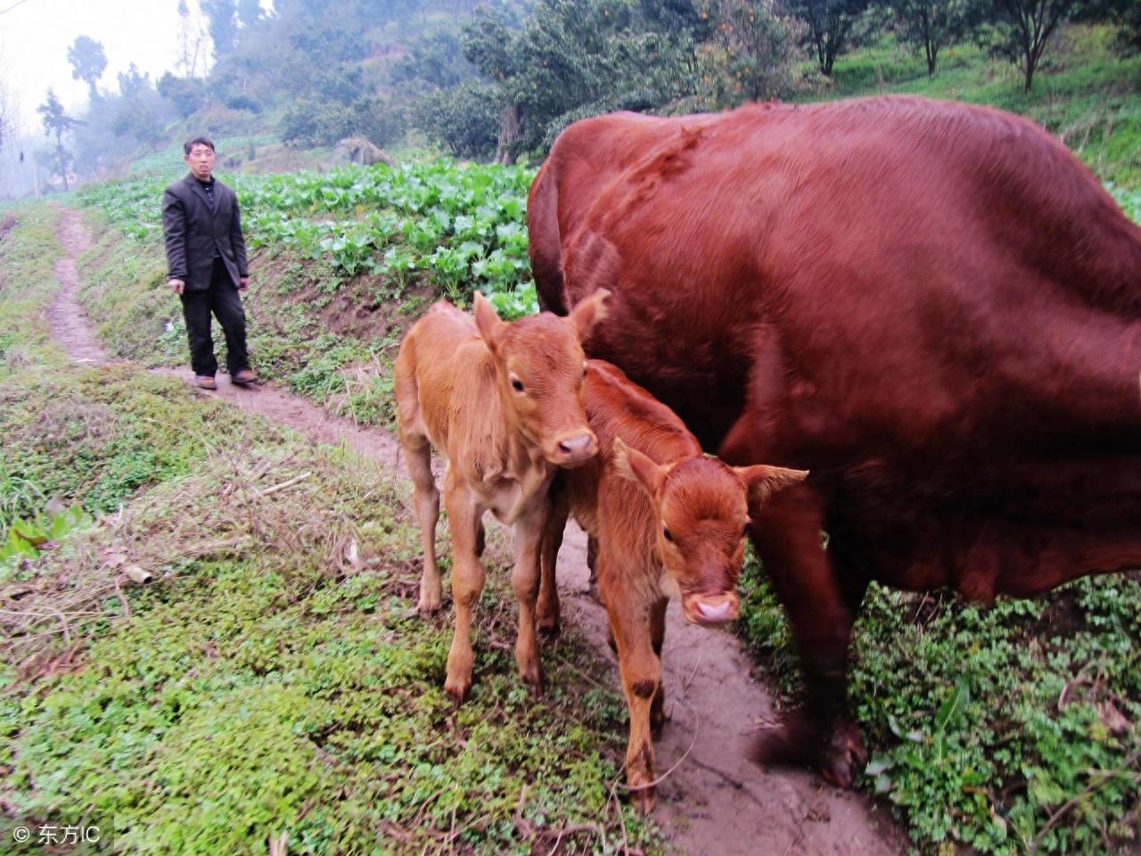 秦川牛，中国著名的大型役肉兼用品种牛