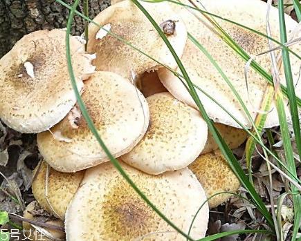 榛蘑能和土豆一起吃吗？榛蘑和土豆一起吃的功效