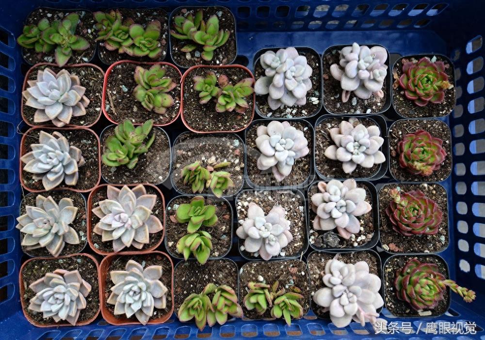 网上二手货交易平台，火了“闲鱼”实体店，多肉植物10元可买四盆