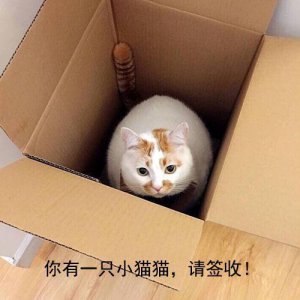 ​网红猫“楼楼”无水印表情包（更新）