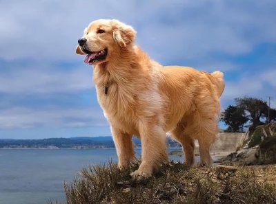 ​养金毛犬好处多，但是坏处也不少，养金毛6大坏处你知道吗？