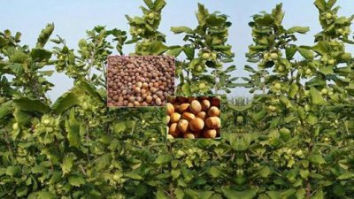 ​榛子是国际畅销的名贵干果，也是世界上四大干果之一