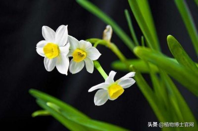 ​水仙花什么时候开花？