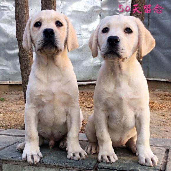血统拉布拉多成长留影，看来围观超纯种拉布拉多犬吧！