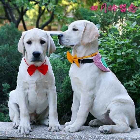 血统拉布拉多成长留影，看来围观超纯种拉布拉多犬吧！
