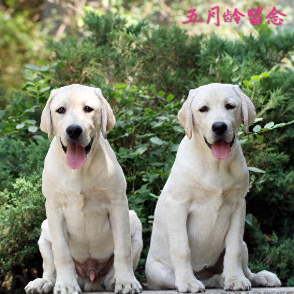 血统拉布拉多成长留影，看来围观超纯种拉布拉多犬吧！