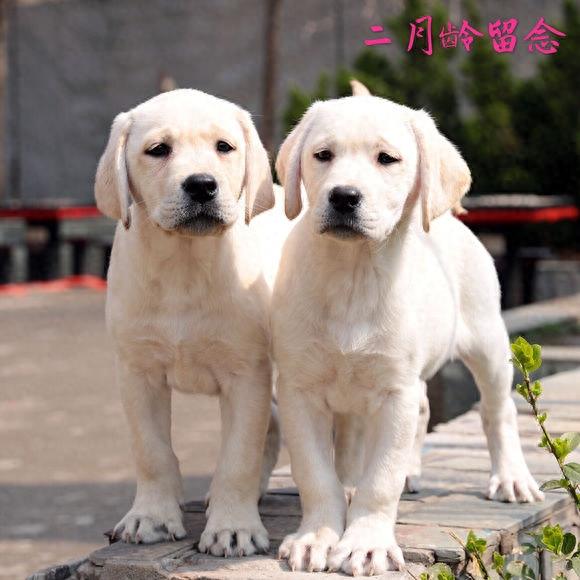 血统拉布拉多成长留影，看来围观超纯种拉布拉多犬吧！
