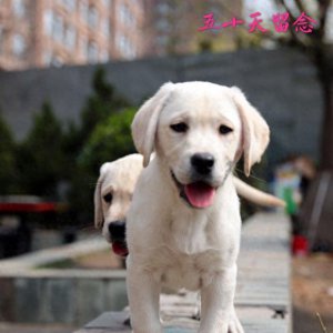 ​血统拉布拉多成长留影，看来围观超纯种拉布拉多犬吧！