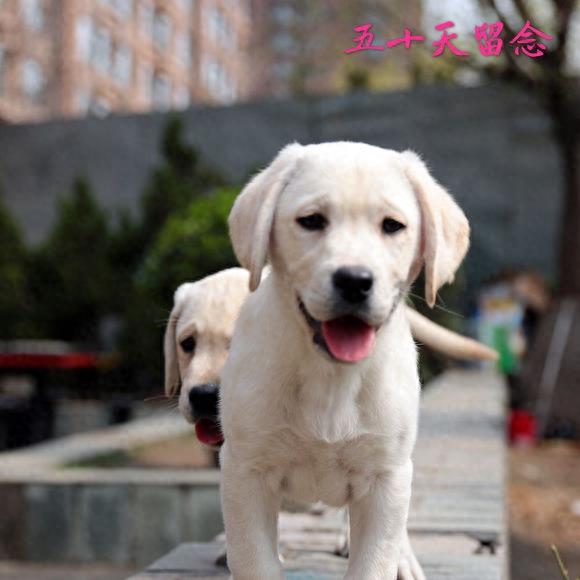 血统拉布拉多成长留影，看来围观超纯种拉布拉多犬吧！