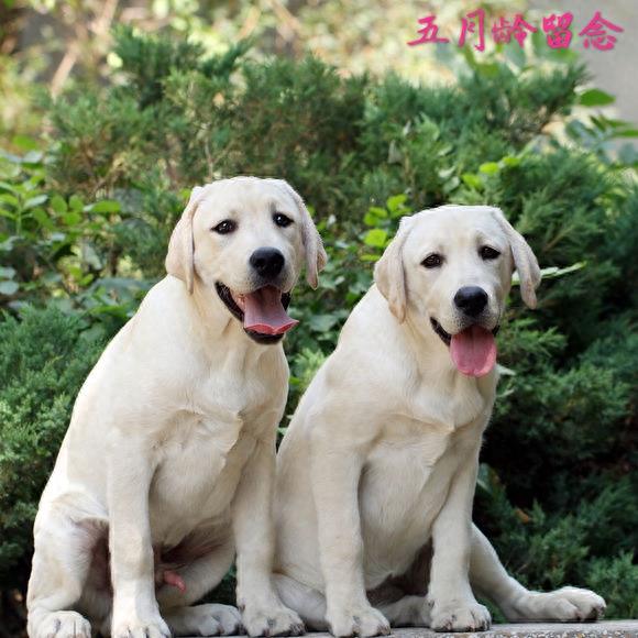 血统拉布拉多成长留影，看来围观超纯种拉布拉多犬吧！