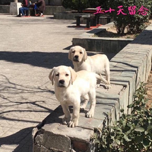 血统拉布拉多成长留影，看来围观超纯种拉布拉多犬吧！