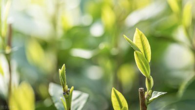 ​明前龙井茶多少钱？多少钱一斤？