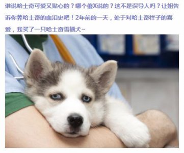 ​来自一位养哈士奇宠主的控诉，心酸诉说养二哈血泪史~