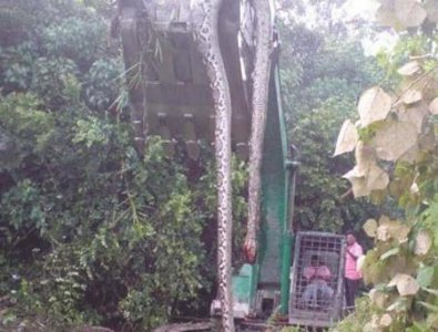 ​工作人员挖到16米巨蟒，挖掘人员当场吓死？山神发怒了？